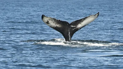 Buckelwal zeigt seine Flosse beim Tauchen im Meer