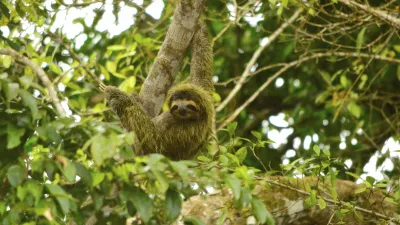 Ein Faultier hängt entspannt an einem Baum im dichten Dschungel.