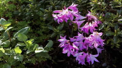 Blühender Rhododendron mit zarten rosa Blüten im Grünen