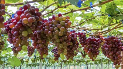Reife, rote Weintrauben hängen an den Reben im Weinberg.