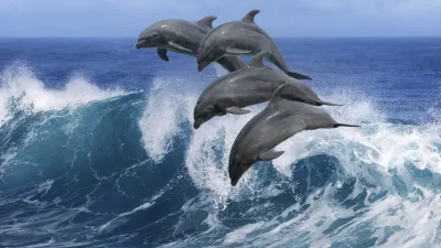 Delphine springen verspielt in den Wellen des Ozeans