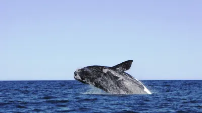 Ein Buckelwal springt aus dem tiefblauen Meer.