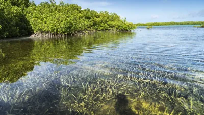 Mangrovenwald am klaren, flachen Ufer mit Unterwasservegetation.