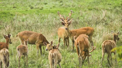 Eine Herde Sumpfhirsche grast auf einer grünen Wiese.