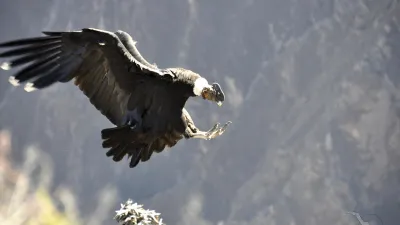 Kondor fliegt mit Beute im Schnabel durch die Luft