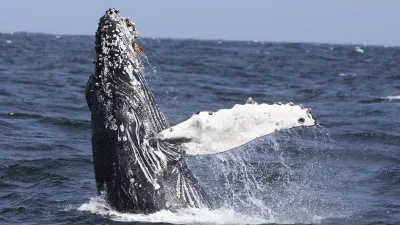 Buckelwal springt aus dem Meer und spritzt Wasser