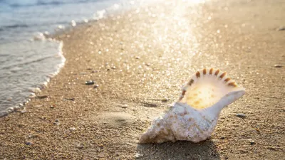 Weiße Muschel liegt im feuchten Sand am Strand.
