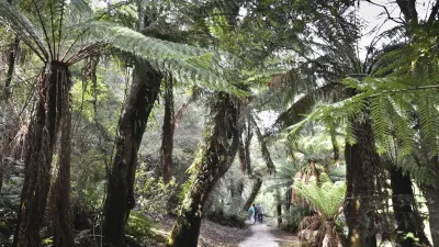 Wanderweg durch üppige grüne Vegetation mit Farnen und Bäumen.