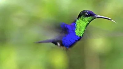 Ein leuchtend blauer Kolibri mit grünem Gefieder fliegt im Profil.