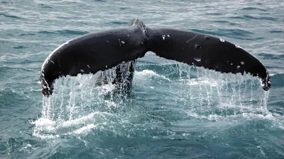 Ein Wal zeigt seine Fluke beim Tauchen ins Meer.