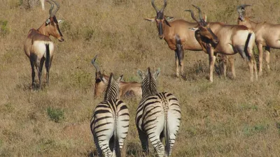Zebras und Antilopen grasen gemeinsam auf einer Savanne.