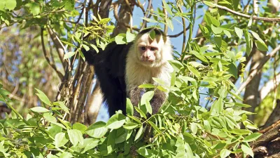 Ein Kapuzineraffe klettert geschickt an einem Baum empor.