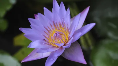 Eine lilafarbene Seerose blüht mit gelbem Zentrum.