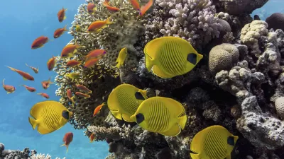 Bunte Fische schwimmen um ein Korallenriff im blauen Meer.