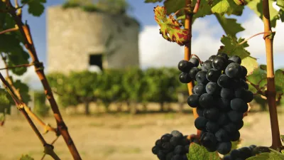Reife Trauben hängen an einem Rebstock vor einer mittelalterlichen Turmruine.
