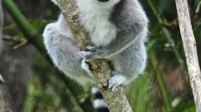 Ein Lemur klammert sich an einen Ast und blickt in die Kamera.