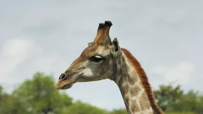 Eine Giraffe steht im Profil vor grünem Hintergrund.