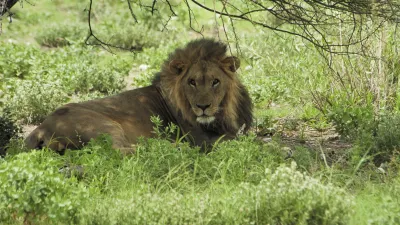 Ein majestätischer Löwe ruht im grünen Gras.