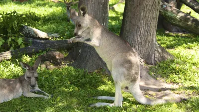 Känguru ruht im Gras neben einem aufrechten Artgenossen