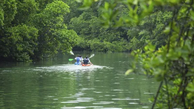 Kanu fährt durch den grünen Mangrovenwald in Costa Rica