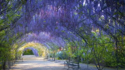 Blühender Wisteria-Tunnel im botanischen Garten Adelaide