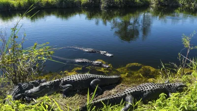 Krokodile liegen am Ufer eines Sees in den Everglades.