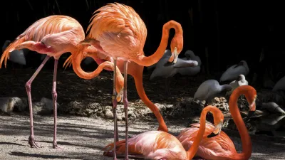 Eine Gruppe rosafarbener Flamingos steht in den Everglades.