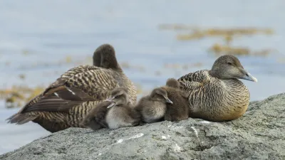 Eine Eiderente bewacht ihre Jungen auf einem Felsen.