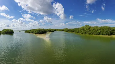 Grüne Mangroven wachsen im flachen Wasser eines mexikanischen Flusses.