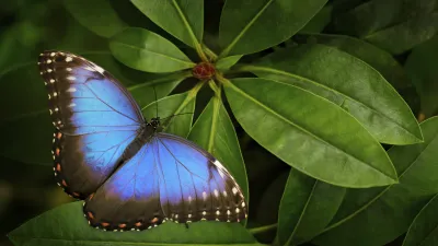 Blauer Morphofalter sitzt auf einem grünen Blatt.