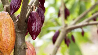 Reife Kakaoschoten hängen an einem Baum.