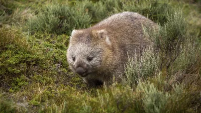 Ein Wombat grast auf einer grünen Wiese.