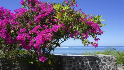 Blühende Bougainvillea vor Küstenlandschaft
