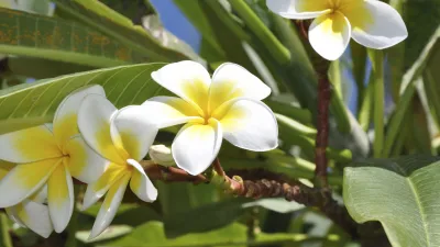 Weiße und gelbe Frangipani-Blüten blühen auf einem grünen Zweig.