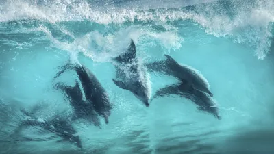 Drei Delphine springen in einer türkisfarbenen Welle