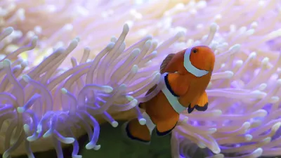 Clownfisch schwimmt zwischen den Tentakeln einer Seeanemone