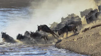 Eine Gnuherde überquert einen Fluss in der Masai Mara, Kenia.