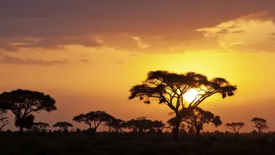 Afrikanische Akazienbäume silhouettiert vor einem goldenen Sonnenuntergang.