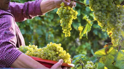 Weinlesehelfer erntet reife, weiße Weintrauben in einem Weinberg.