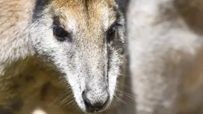Nahaufnahme eines Kängurus, das direkt in die Kamera schaut