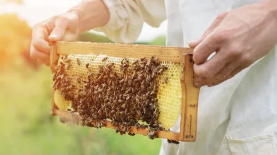 Imker hält einen mit Bienen bedeckten Honigwabenrahmen.