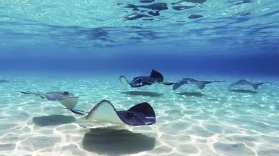 Stachelrochen schwimmen im klaren Wasser der Cayman Inseln