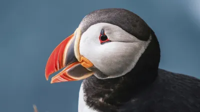 Papageientaucher mit farbenfrohem Schnabel im Porträt