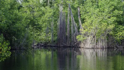 Mangrovenwald spiegelt sich im ruhigen Wasser des Flusses.