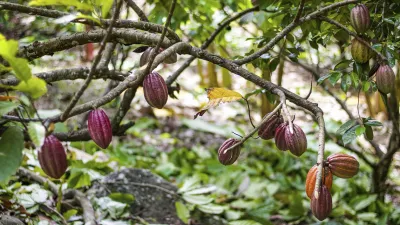 Reife Kakaoschoten hängen an einem Baum im tropischen Grenada.
