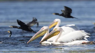 Weiße Pelikane schwimmen im Wasser, während ein Vogel fliegt