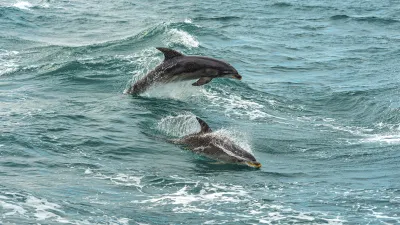 Delfine springen verspielt aus dem Wasser im Port Phillip Bay.