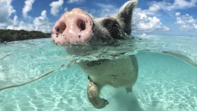 Ein rosafarbenes Schwein schwimmt im türkisfarbenen Wasser.