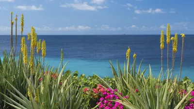 Aloe Vera Pflanzen blühen vor dem tiefblauen Meer.