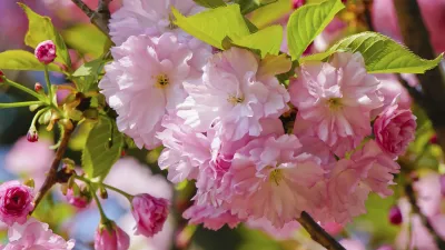 Zarte rosa Blüten der japanischen Kirschblüte im Frühling.